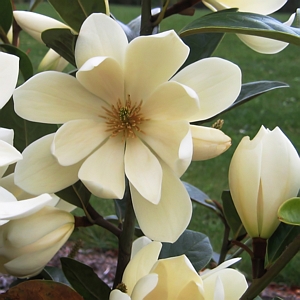 Magnolia Fairy Cream